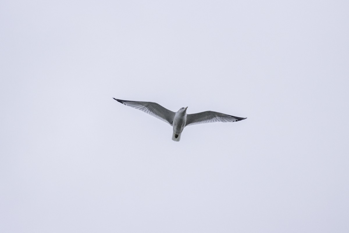 Ring-billed Gull - ML193223131