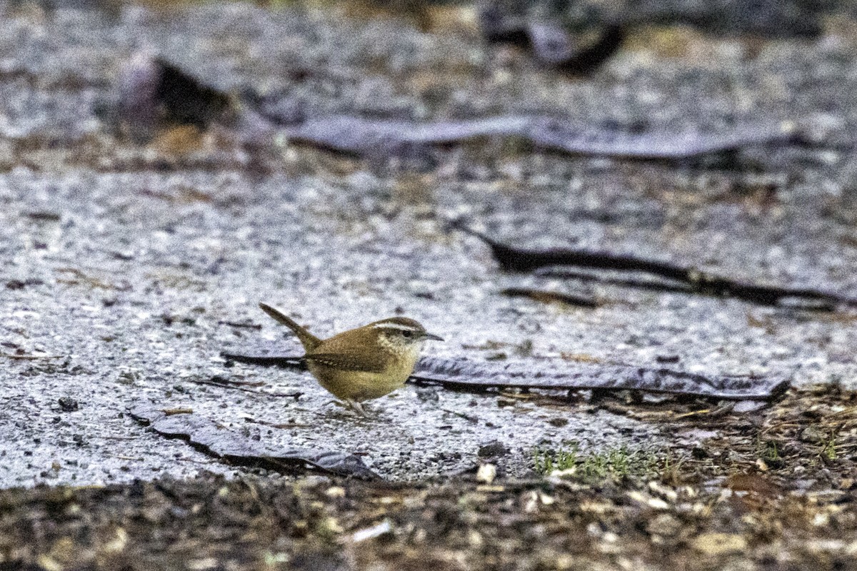 Carolina Wren - Colin Sumrall