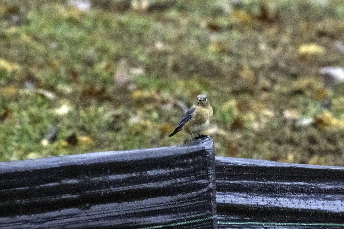 Eastern Bluebird - Colin Sumrall