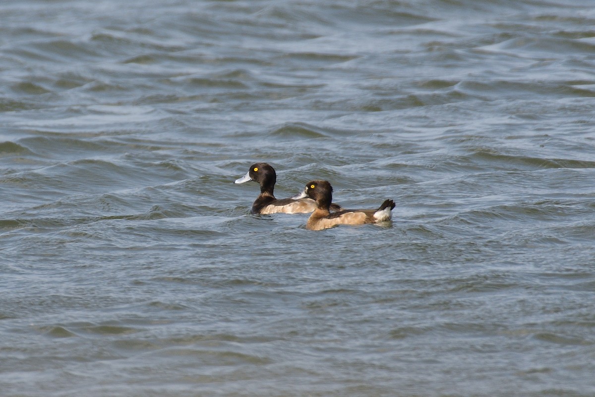 Tufted Duck - 純霖 施