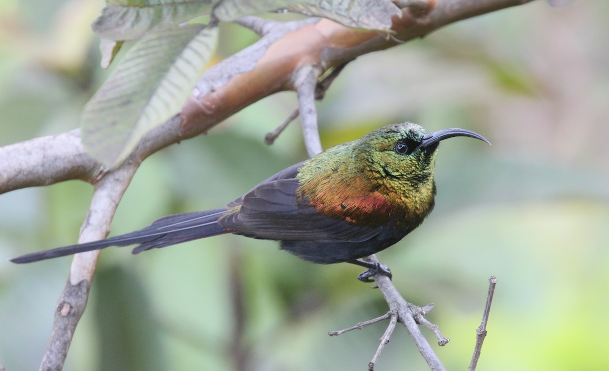 Bronze Sunbird - simon walkley