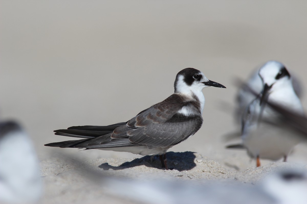 Black Tern - ML193225111