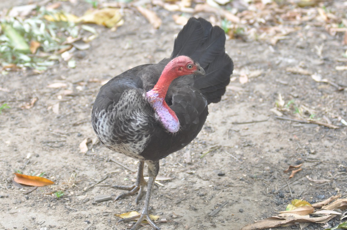 Australian Brushturkey - ML193225131