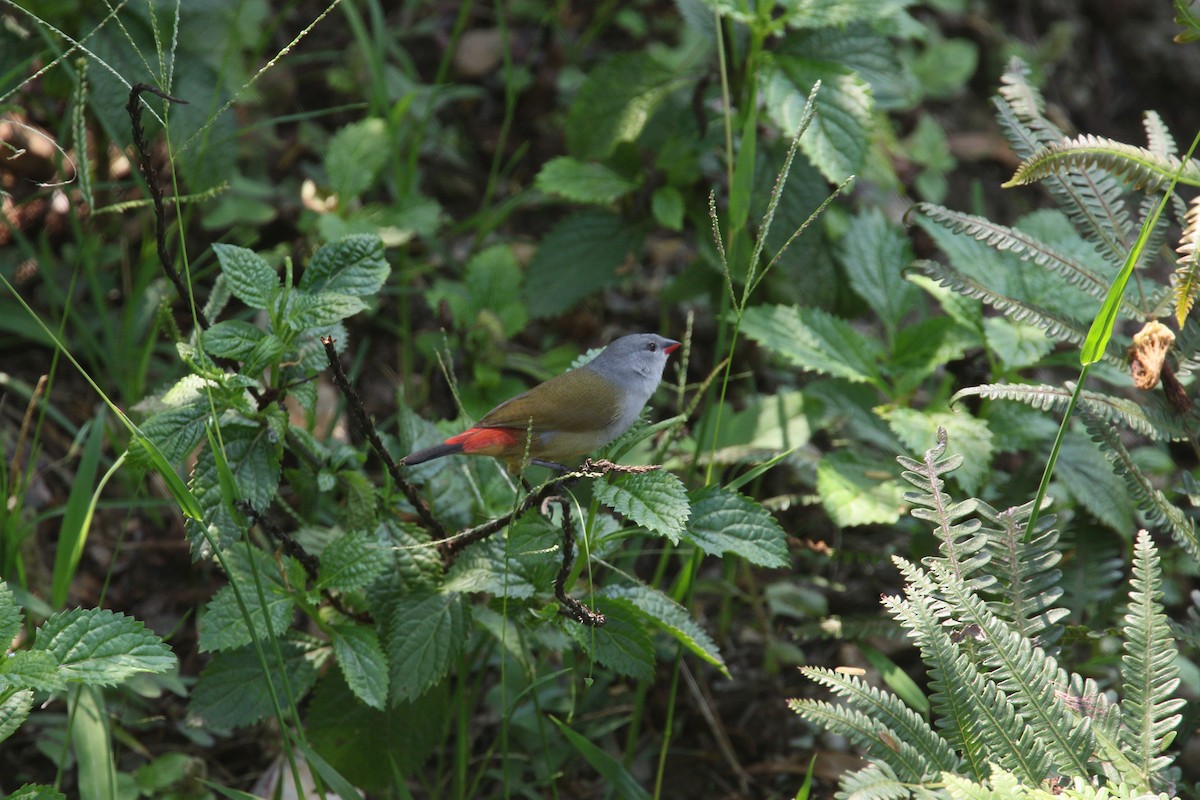 Yellow-bellied Waxbill - simon walkley