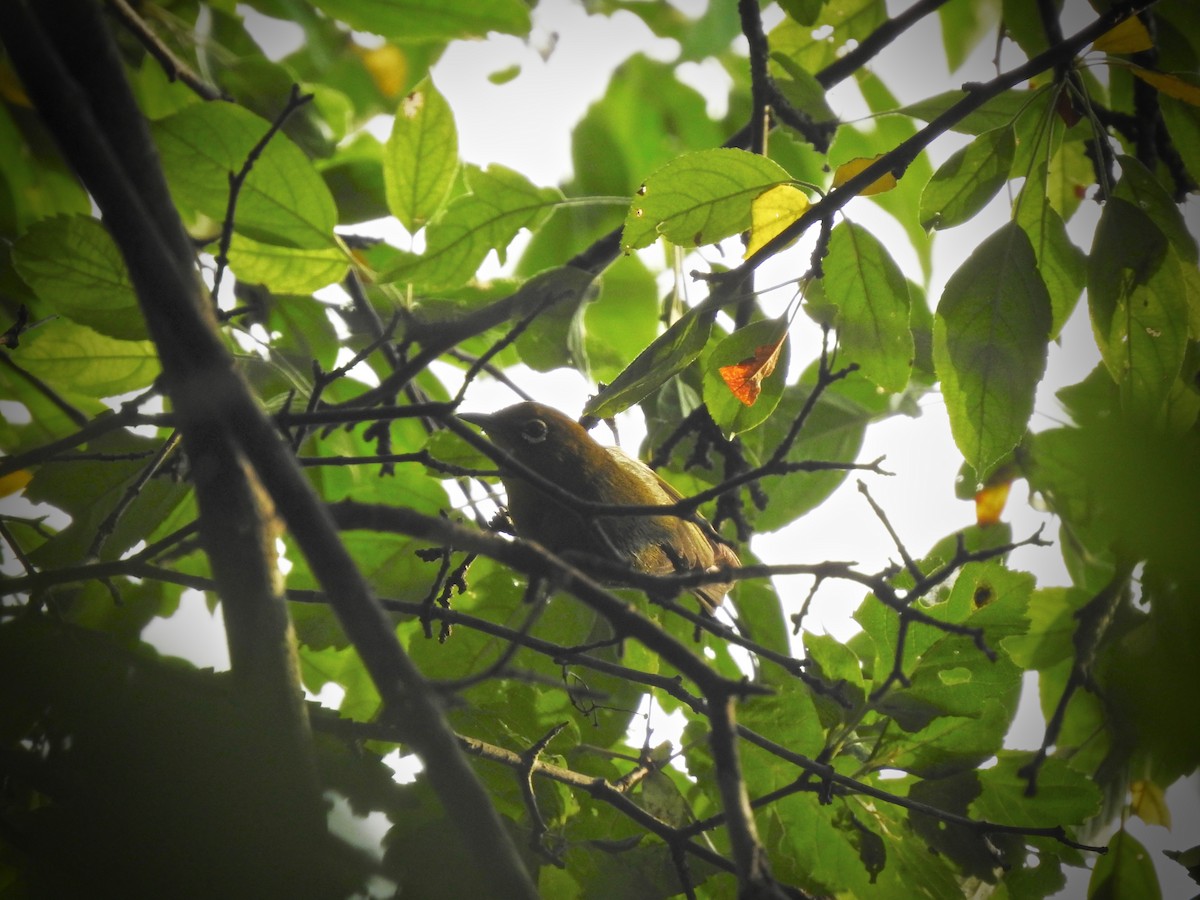 Warbling White-eye - ML193225291