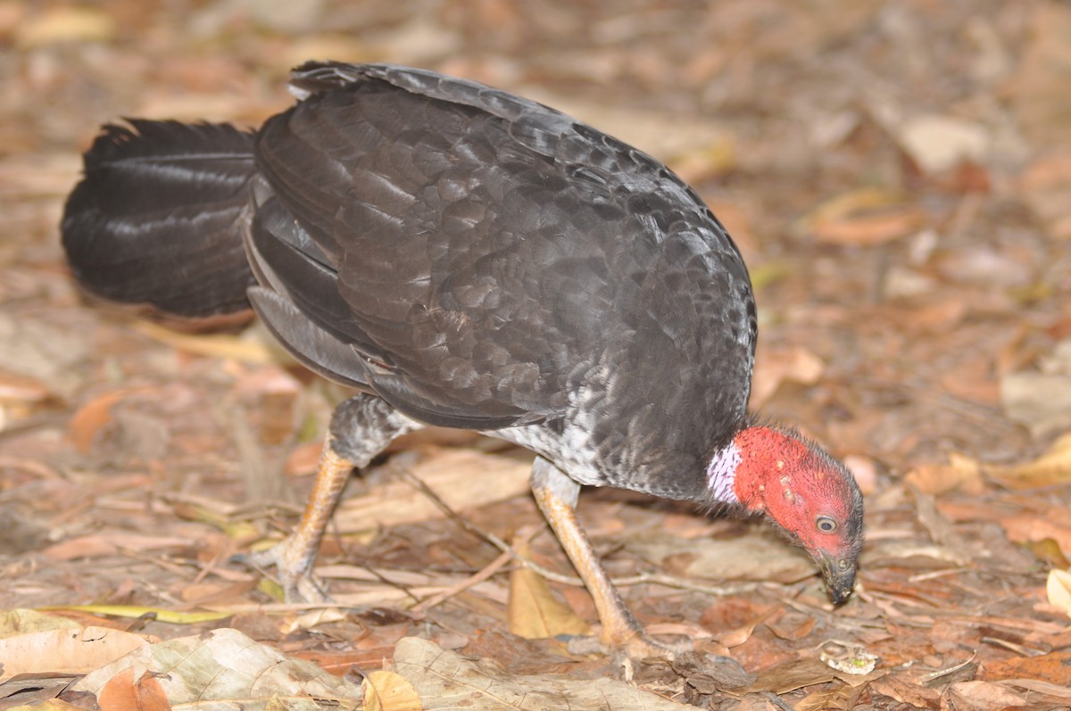 Australian Brushturkey - ML193225351