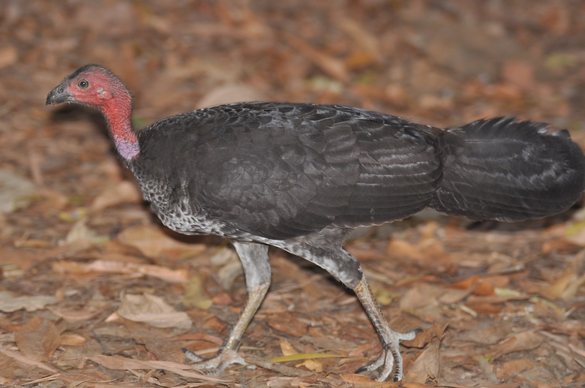 Australian Brushturkey - ML193225391