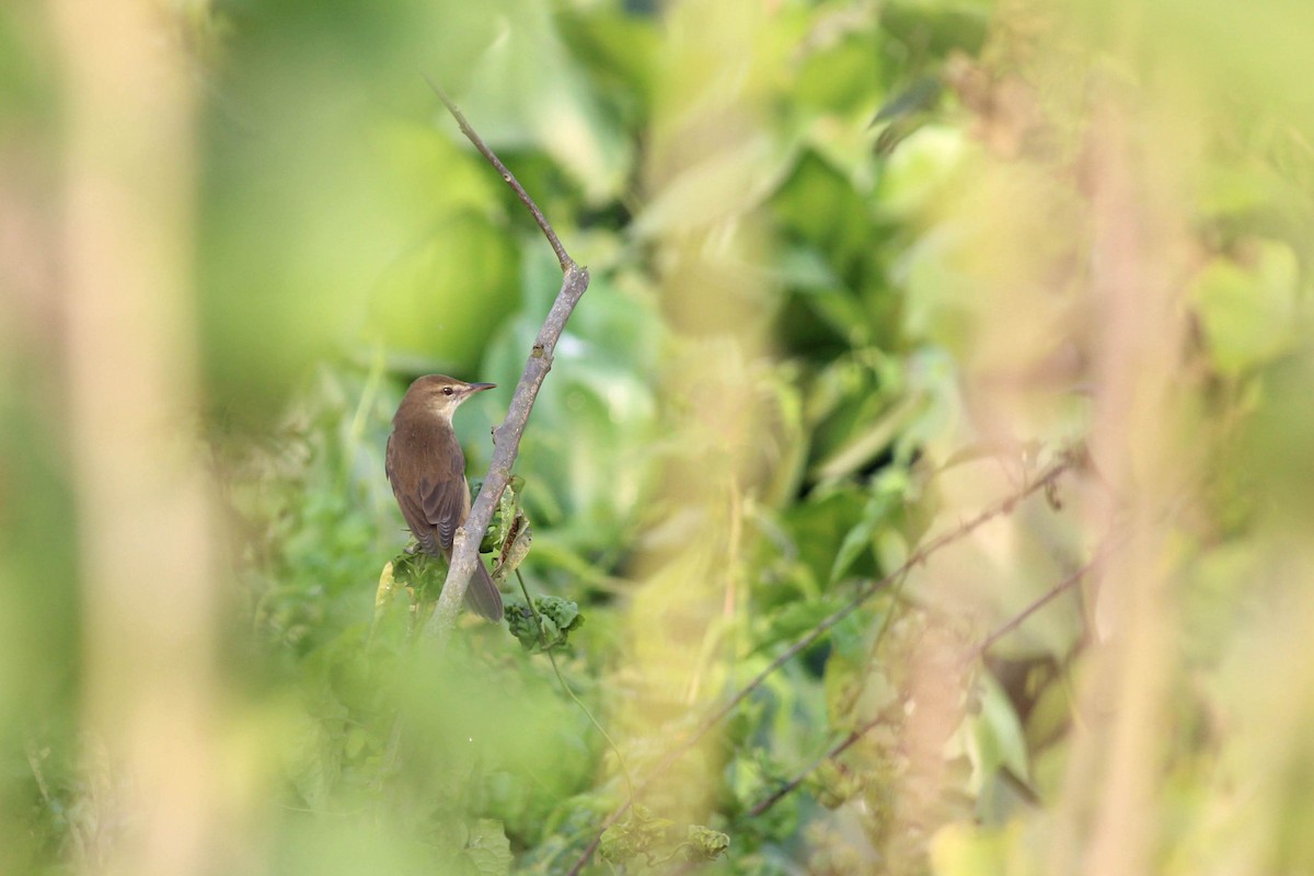 Clamorous Reed Warbler - Elias Thomas