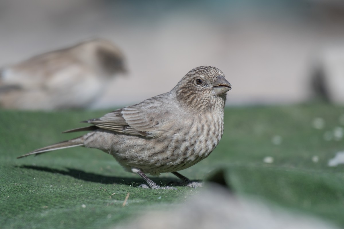 Great Rosefinch - Ian Hearn