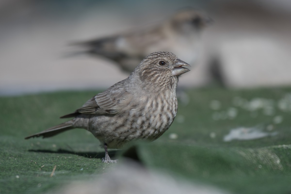 Great Rosefinch - ML193228801