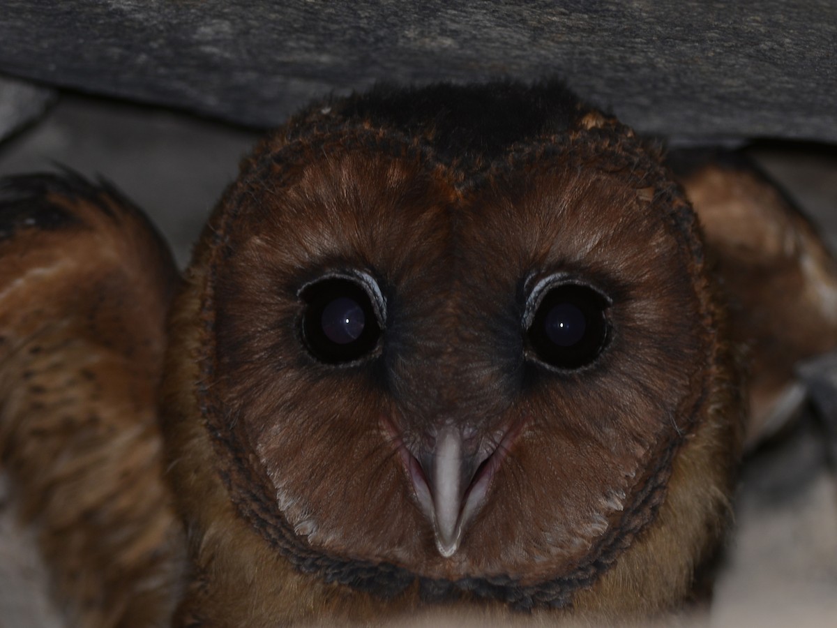 Barn Owl - Alan Van Norman