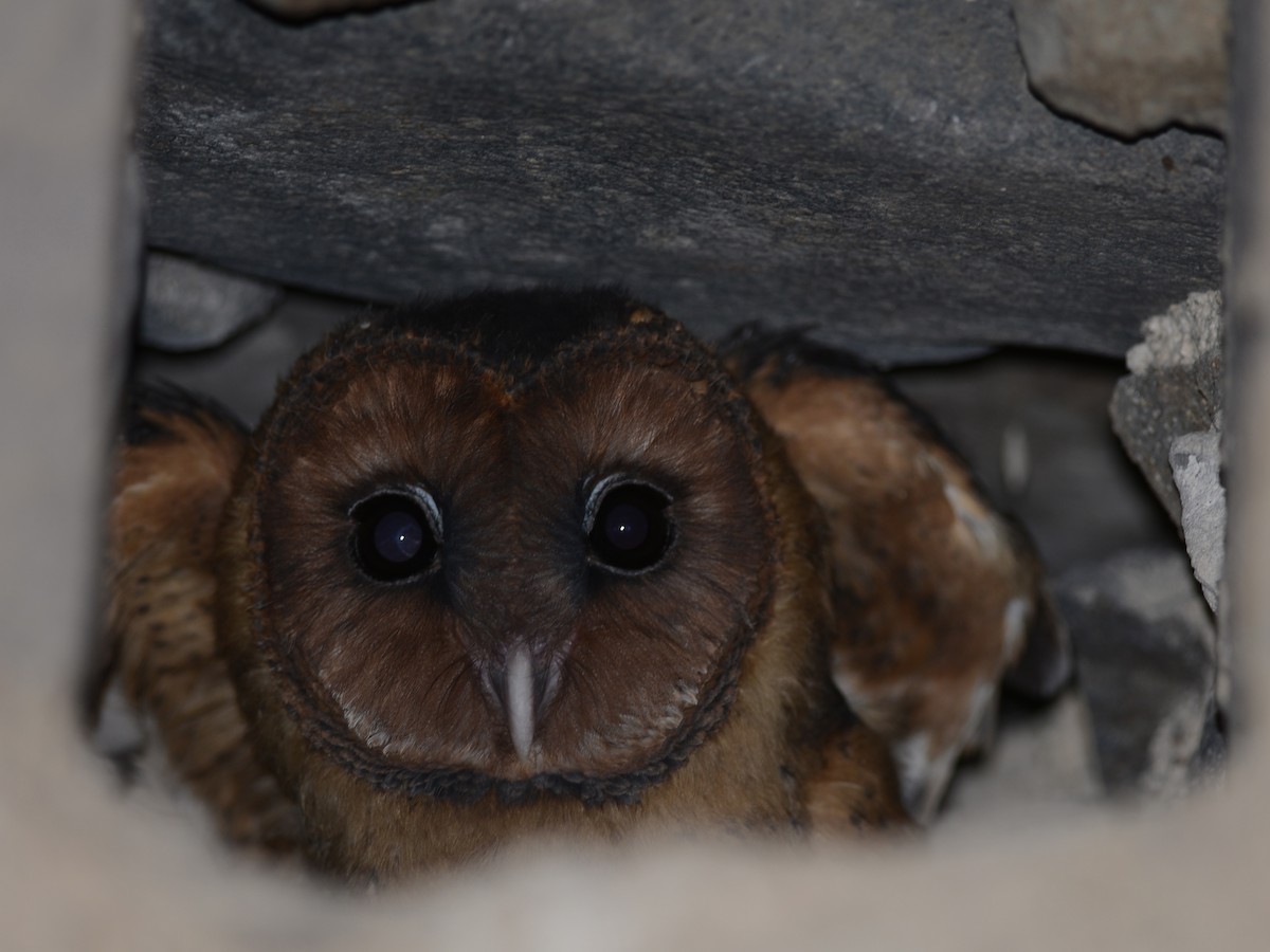 Barn Owl - Alan Van Norman