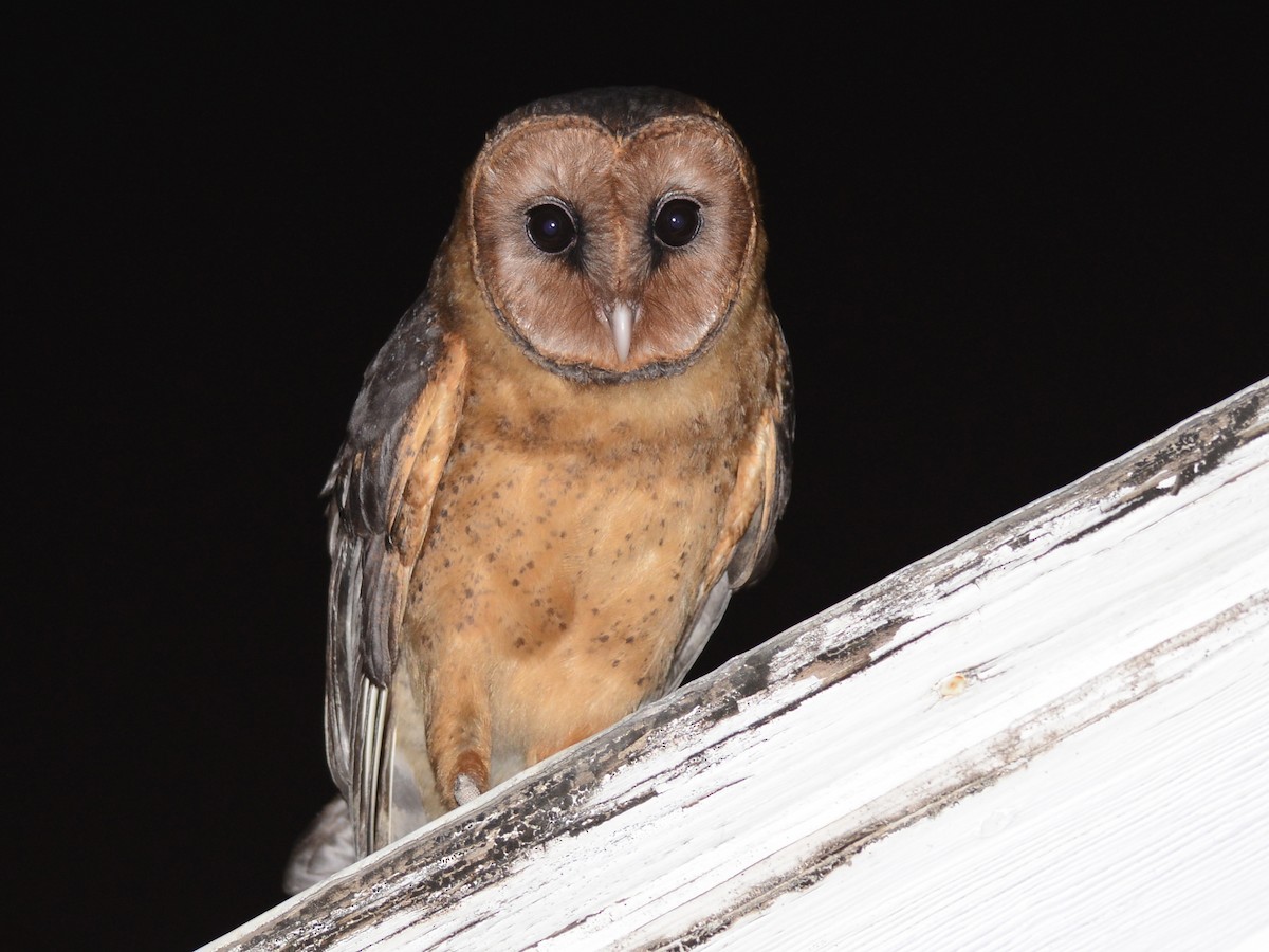 Barn Owl - ML193229461