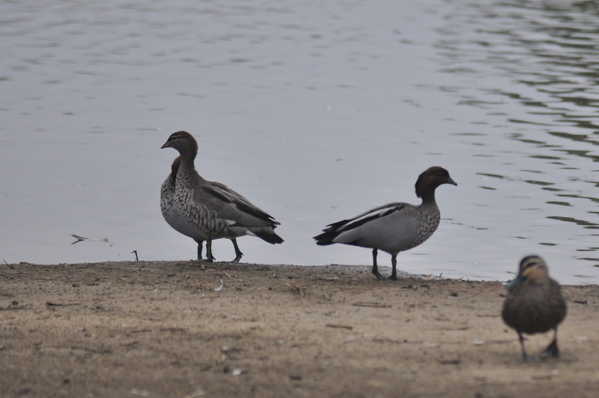 Maned Duck - Mark and Angela McCaffrey