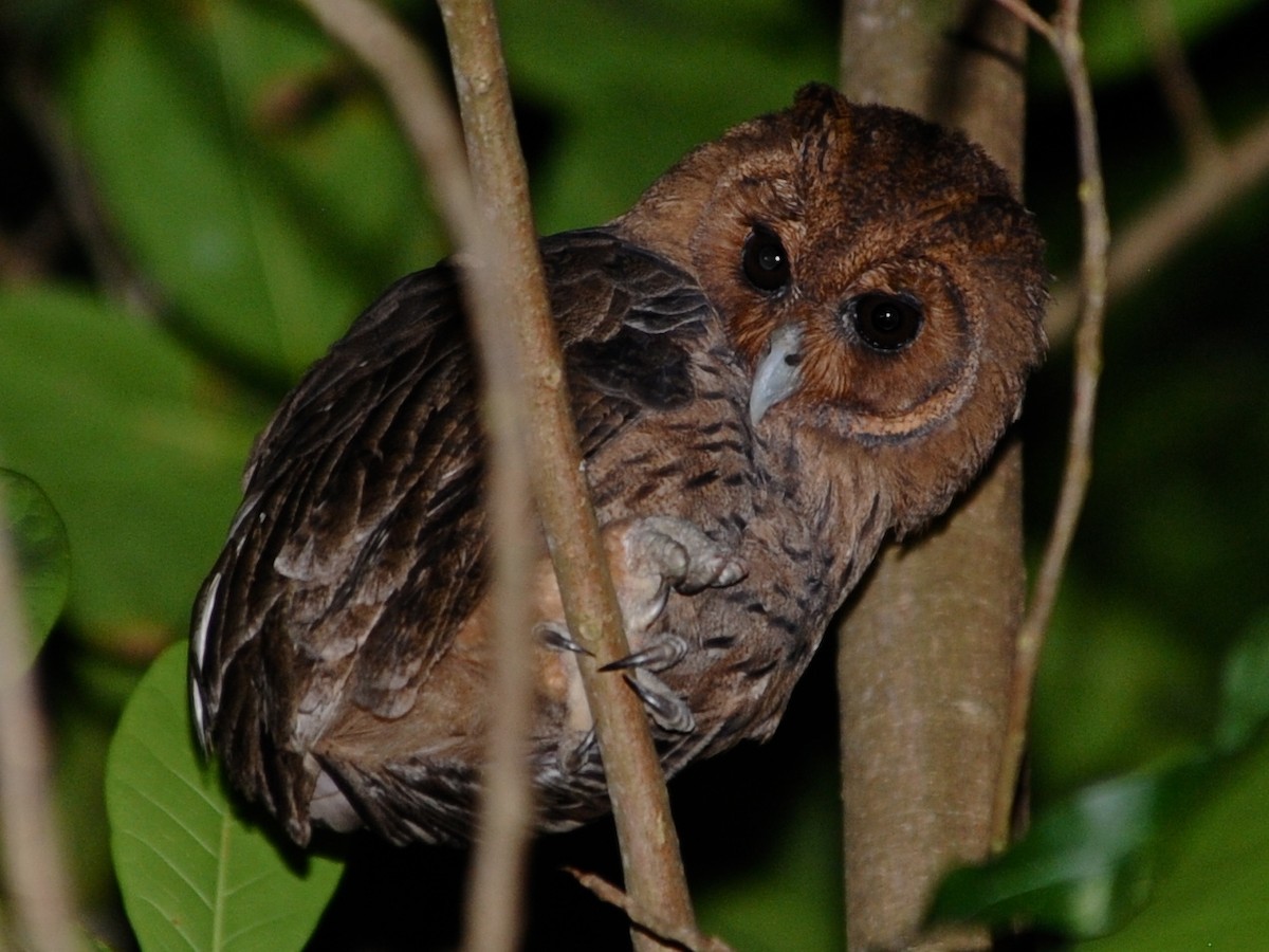 Jamaican Owl - Alan Van Norman