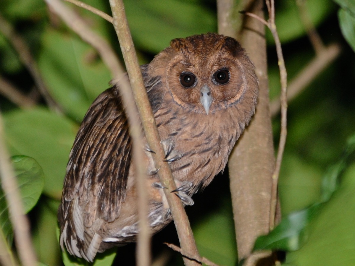 Jamaican Owl - Alan Van Norman