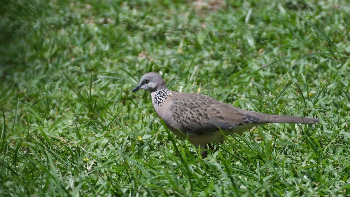 Spotted Dove - ML193230121