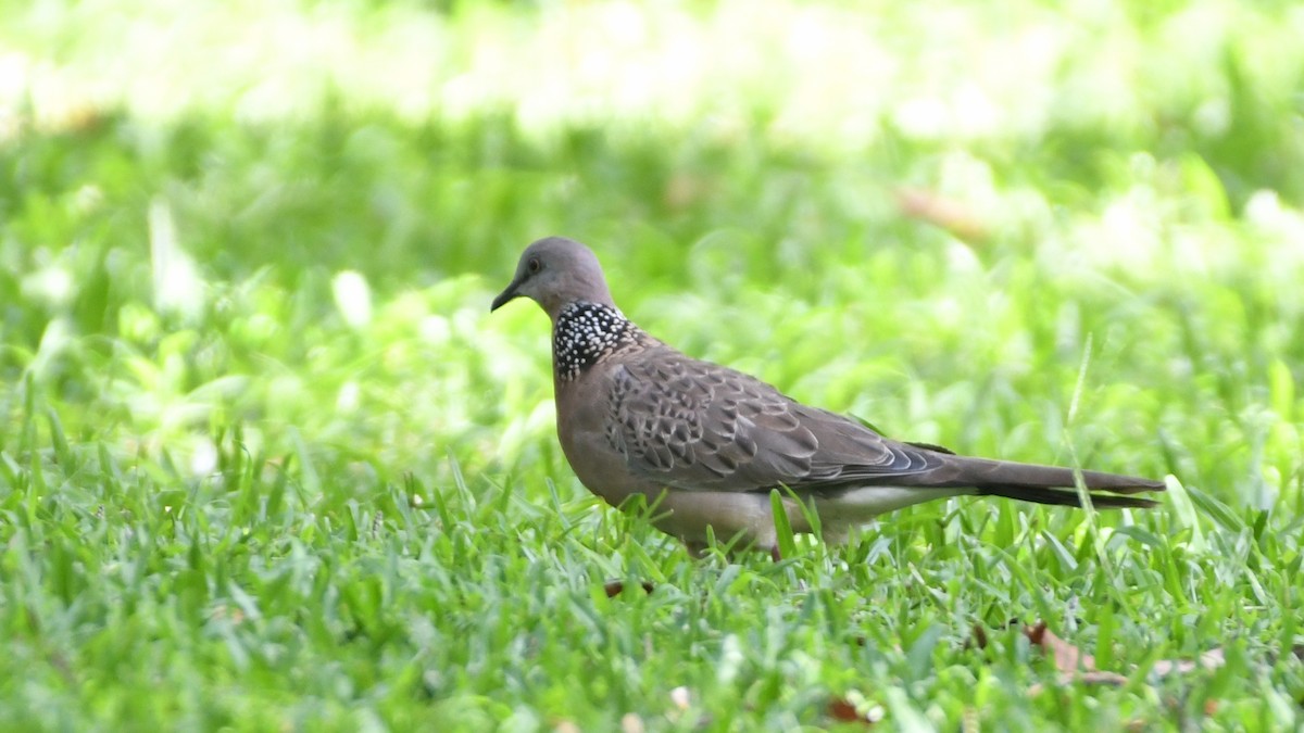 Spotted Dove - ML193230211