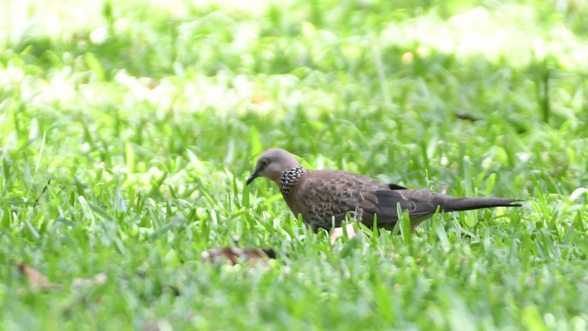 Spotted Dove - ML193230221