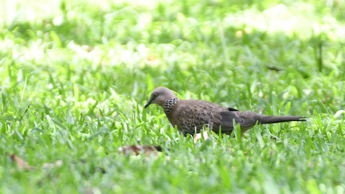 Spotted Dove - Vlad Sladariu