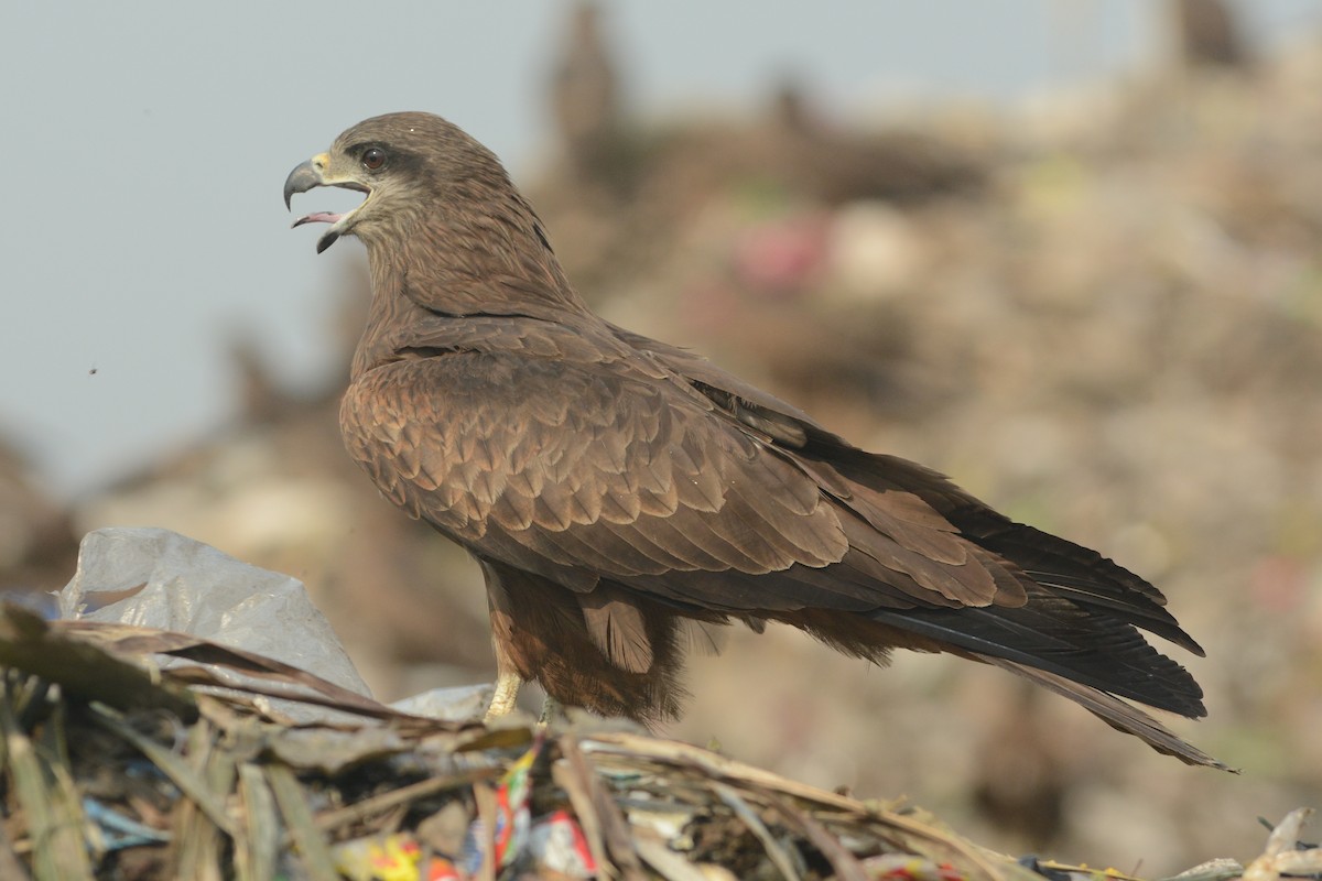 Black Kite (Black-eared) - Cathy Pasterczyk