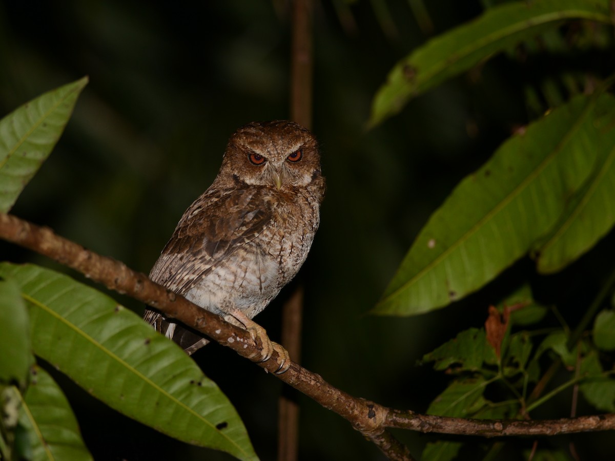 Puerto Rican Owl - Alan Van Norman