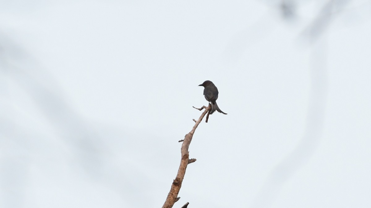 Kül Rengi Drongo - ML193233341