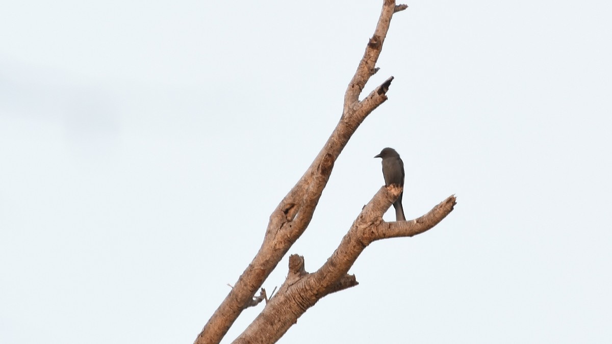 Kül Rengi Drongo - ML193233351