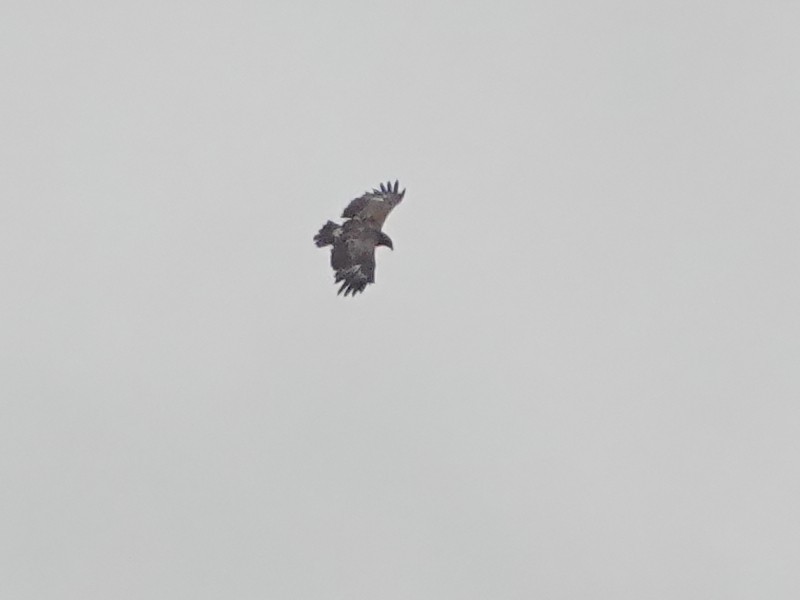 Greater Spotted Eagle - Cédric Mroczko