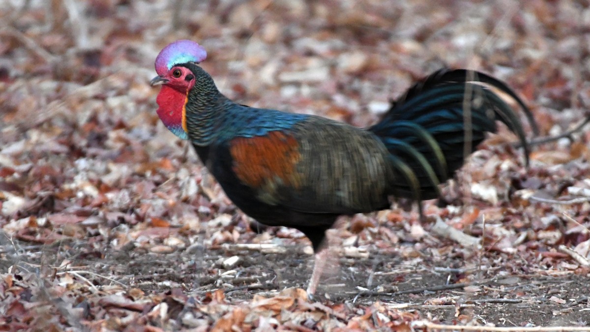 Green Junglefowl - ML193233431