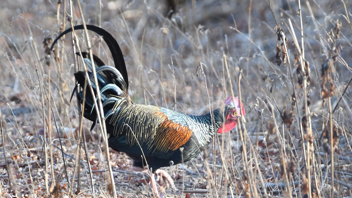 Green Junglefowl - ML193233771