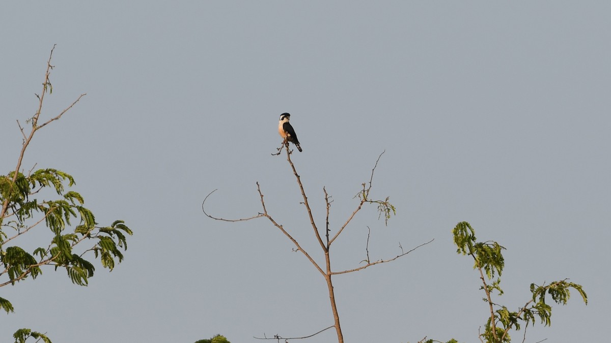 Black-thighed Falconet - Vlad Sladariu