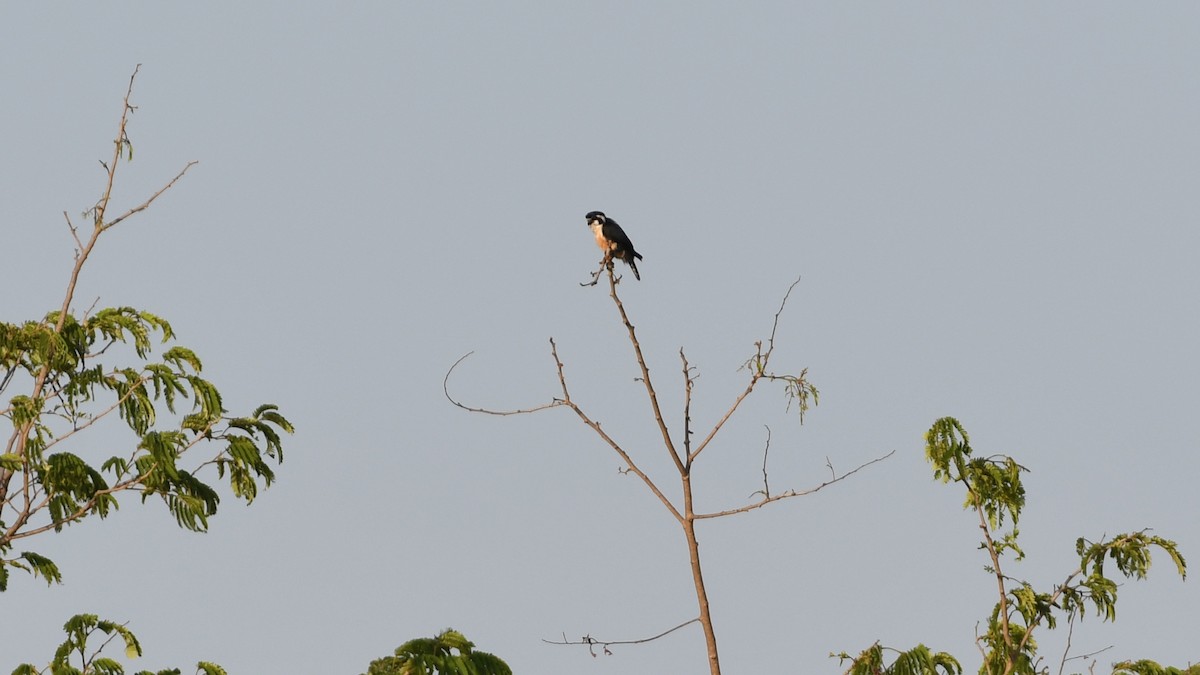 Black-thighed Falconet - Vlad Sladariu