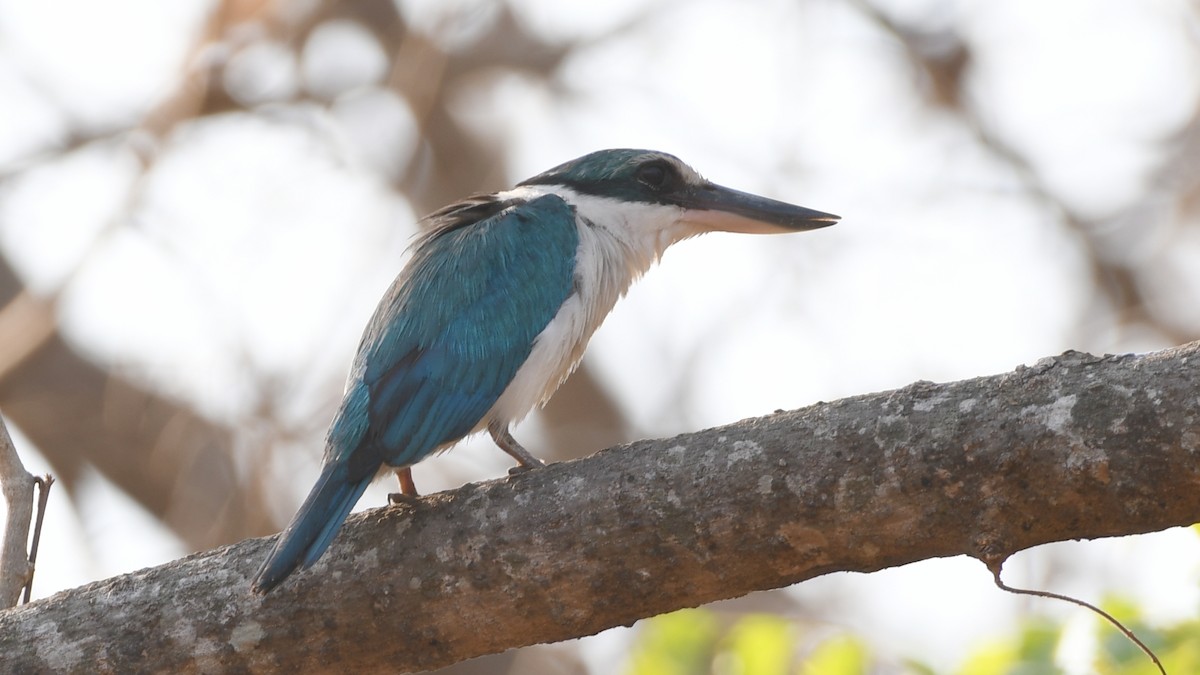 Collared Kingfisher - ML193234191