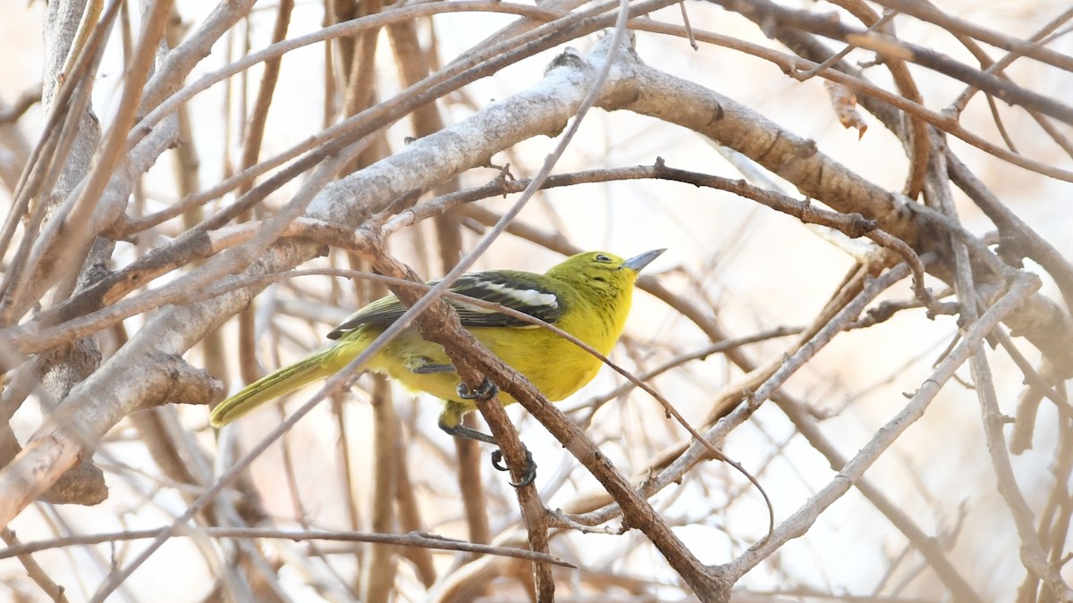 Common Iora - ML193234231