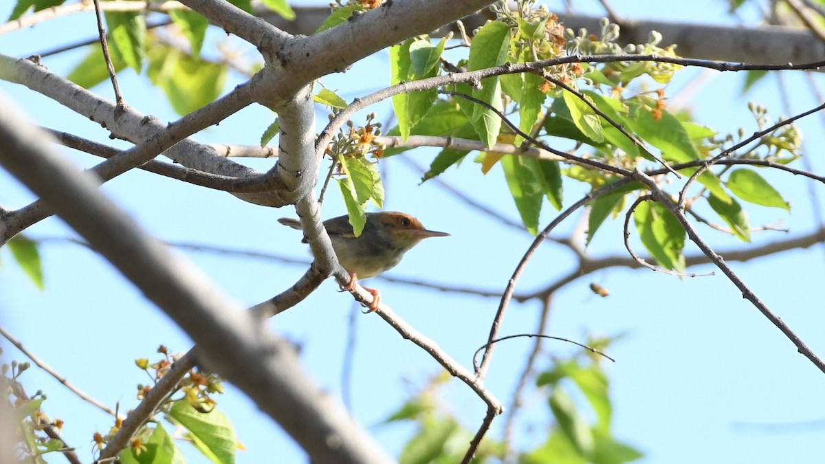 Olive-backed Tailorbird - ML193234251