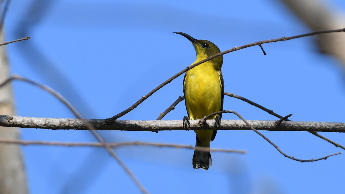 Ornate Sunbird - ML193234341