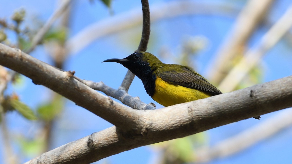 Ornate Sunbird - ML193234371