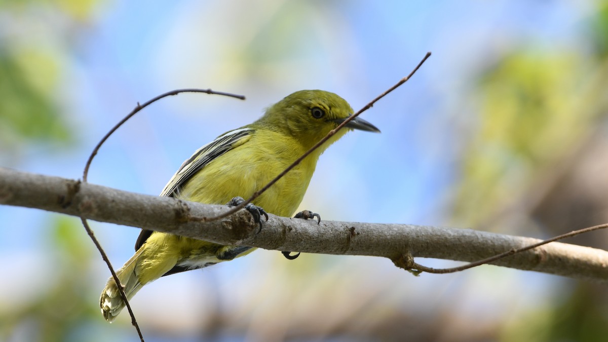 Common Iora - ML193234381