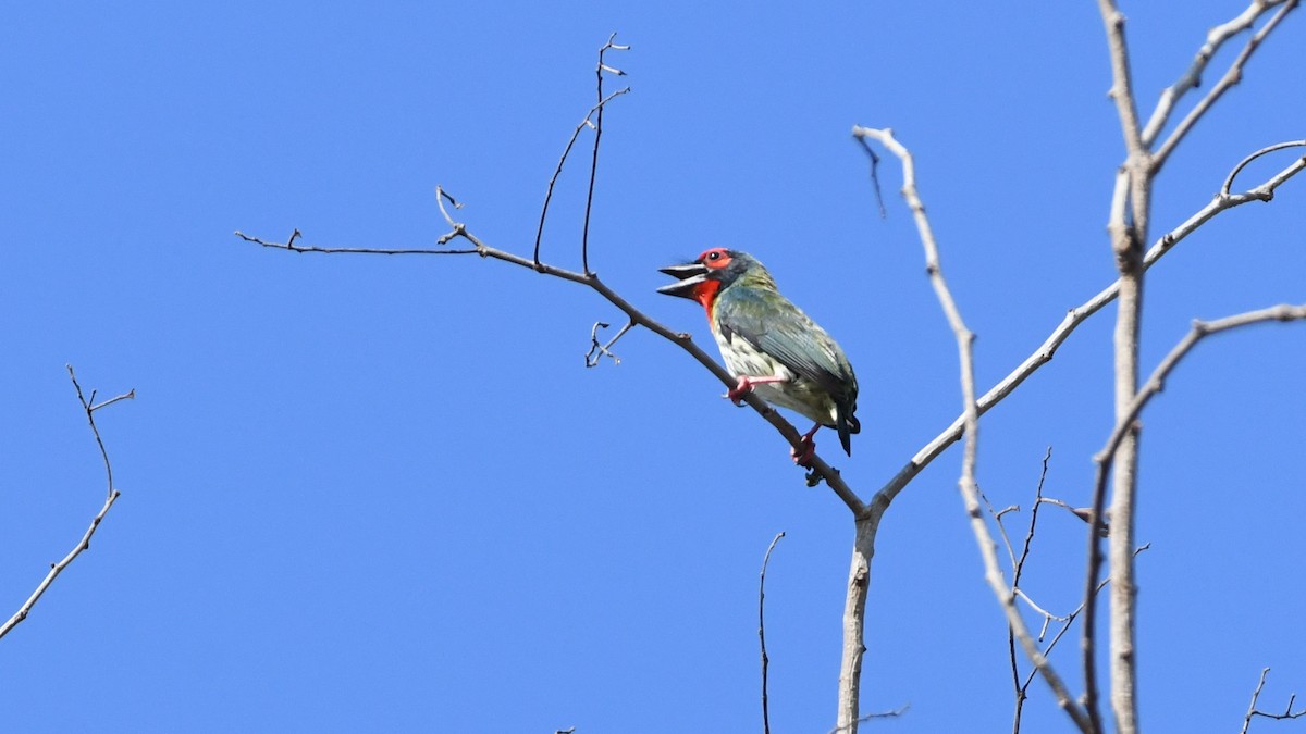 Coppersmith Barbet - ML193234481