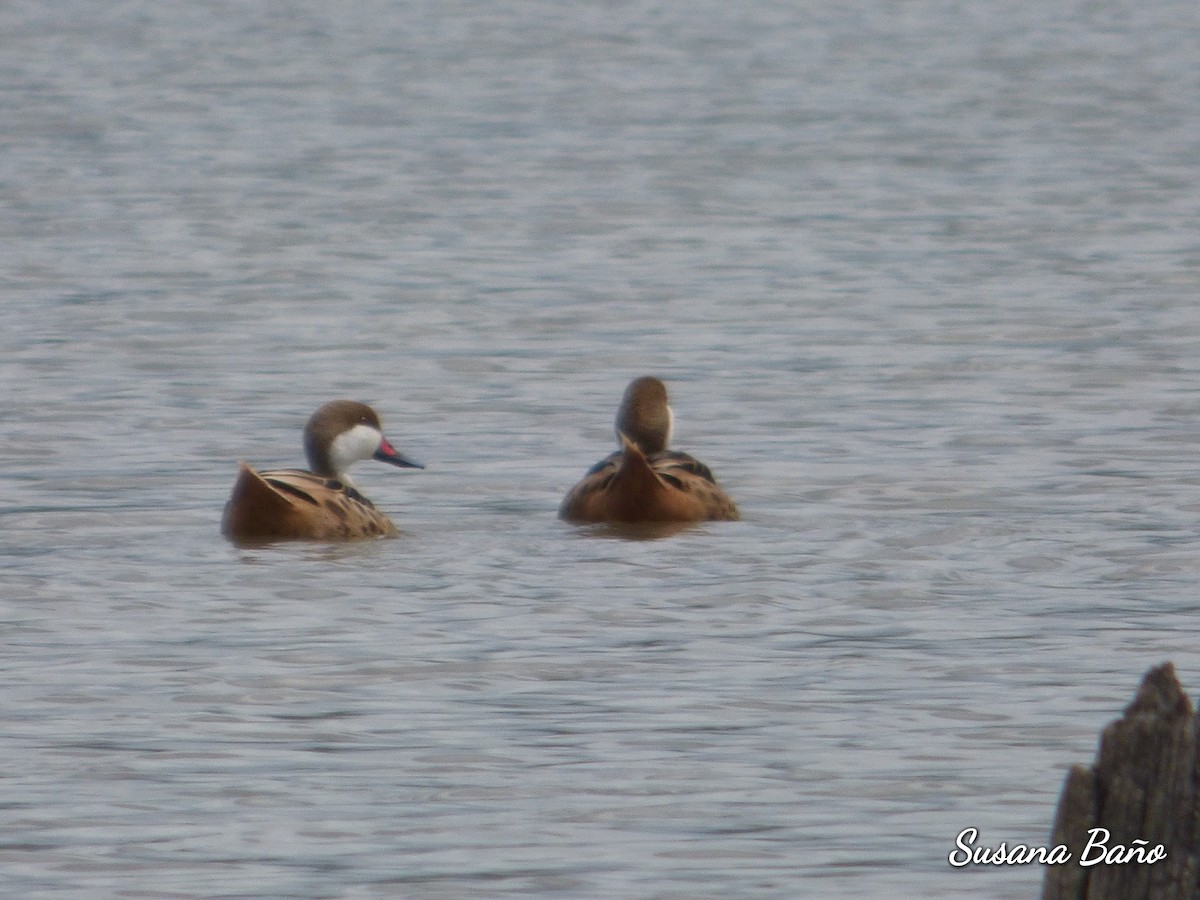 White-cheeked Pintail - ML193235901