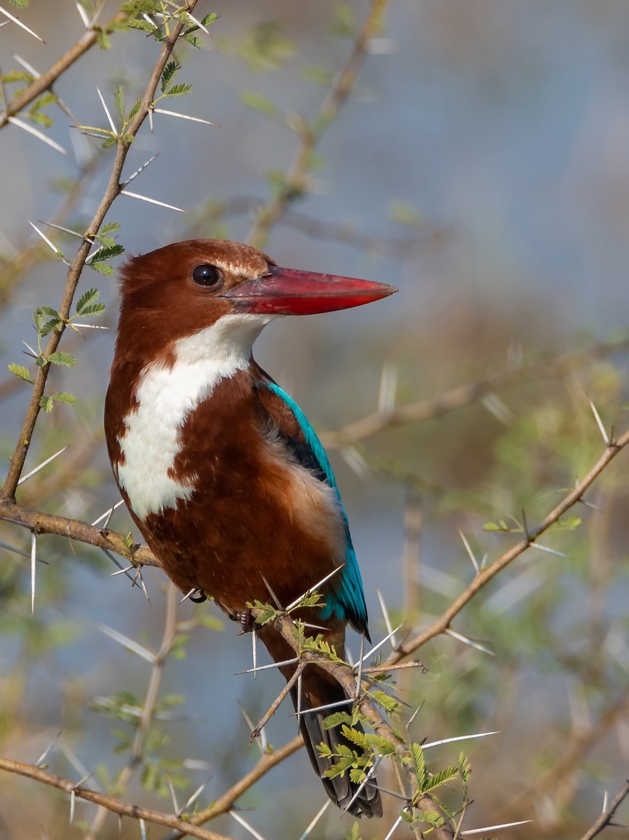 White-throated Kingfisher - ML193236701