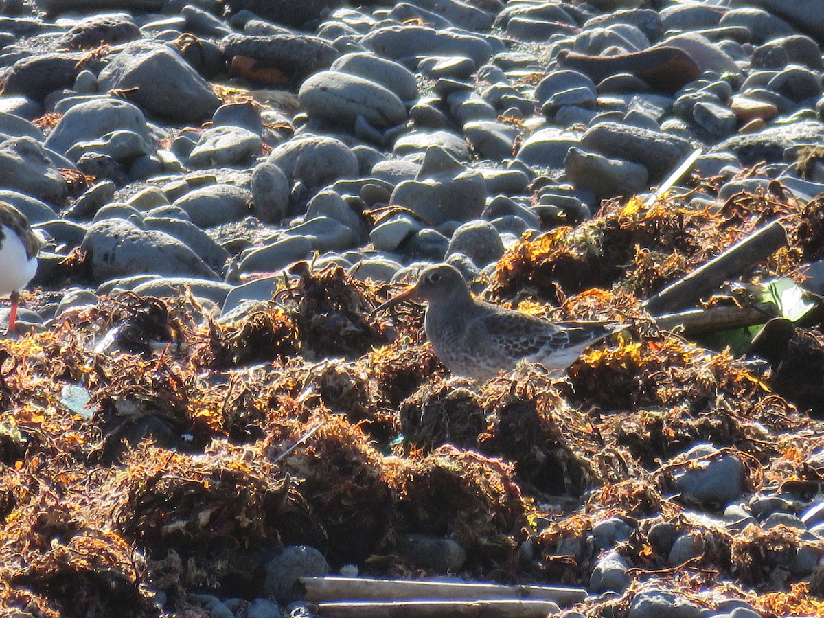 Purple Sandpiper - ML193236901