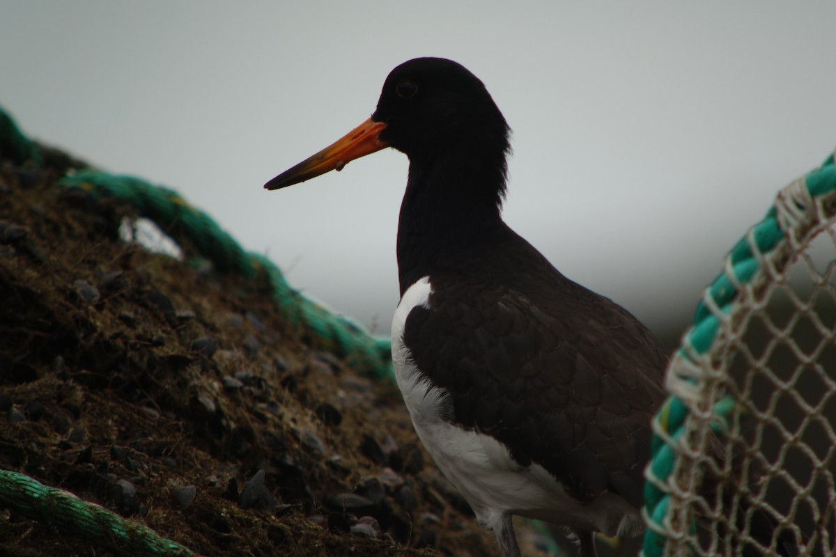 Eurasian Oystercatcher - ML193237231