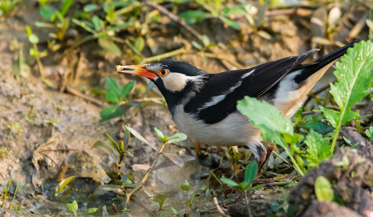 Indian Pied Starling - ML193237561