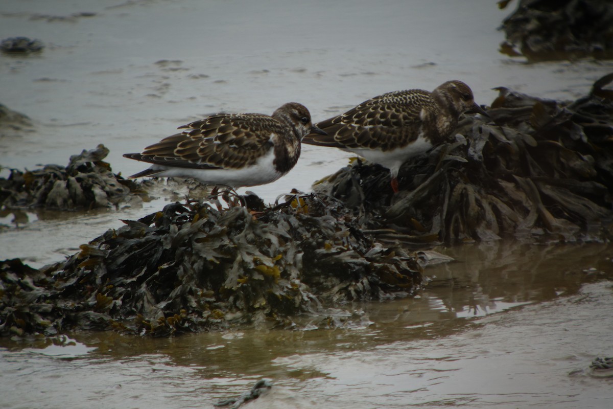 Ruddy Turnstone - Carlos Antón