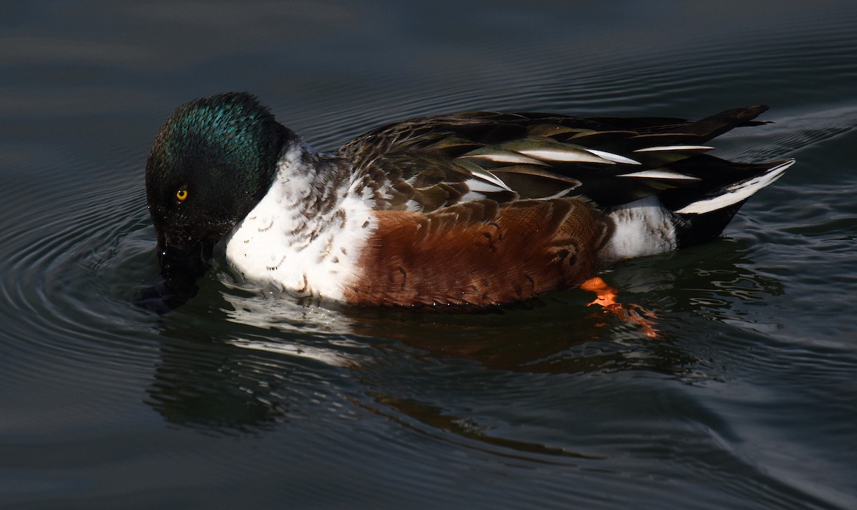 Northern Shoveler - Steven Mlodinow