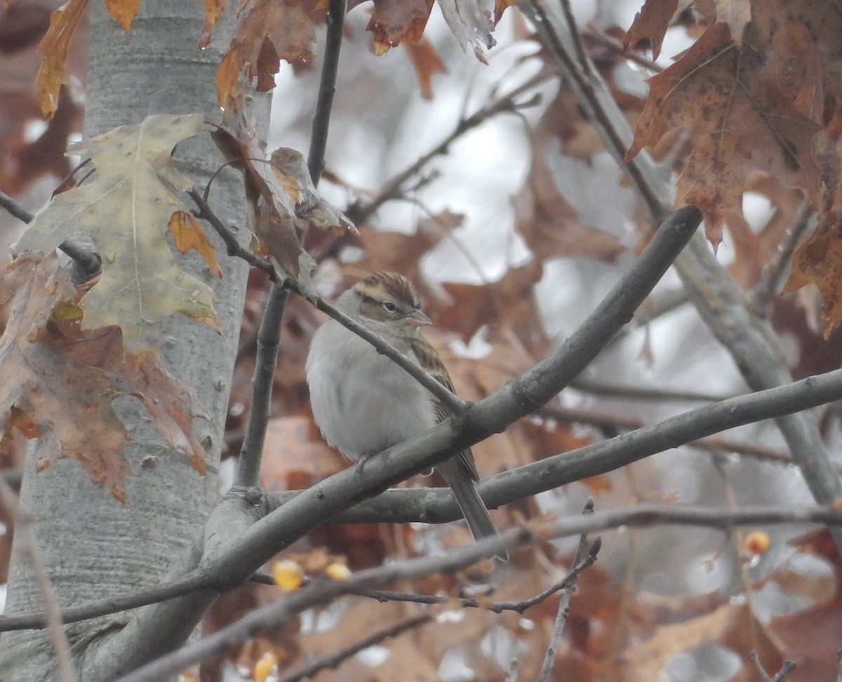 Chipping Sparrow - ML193243591