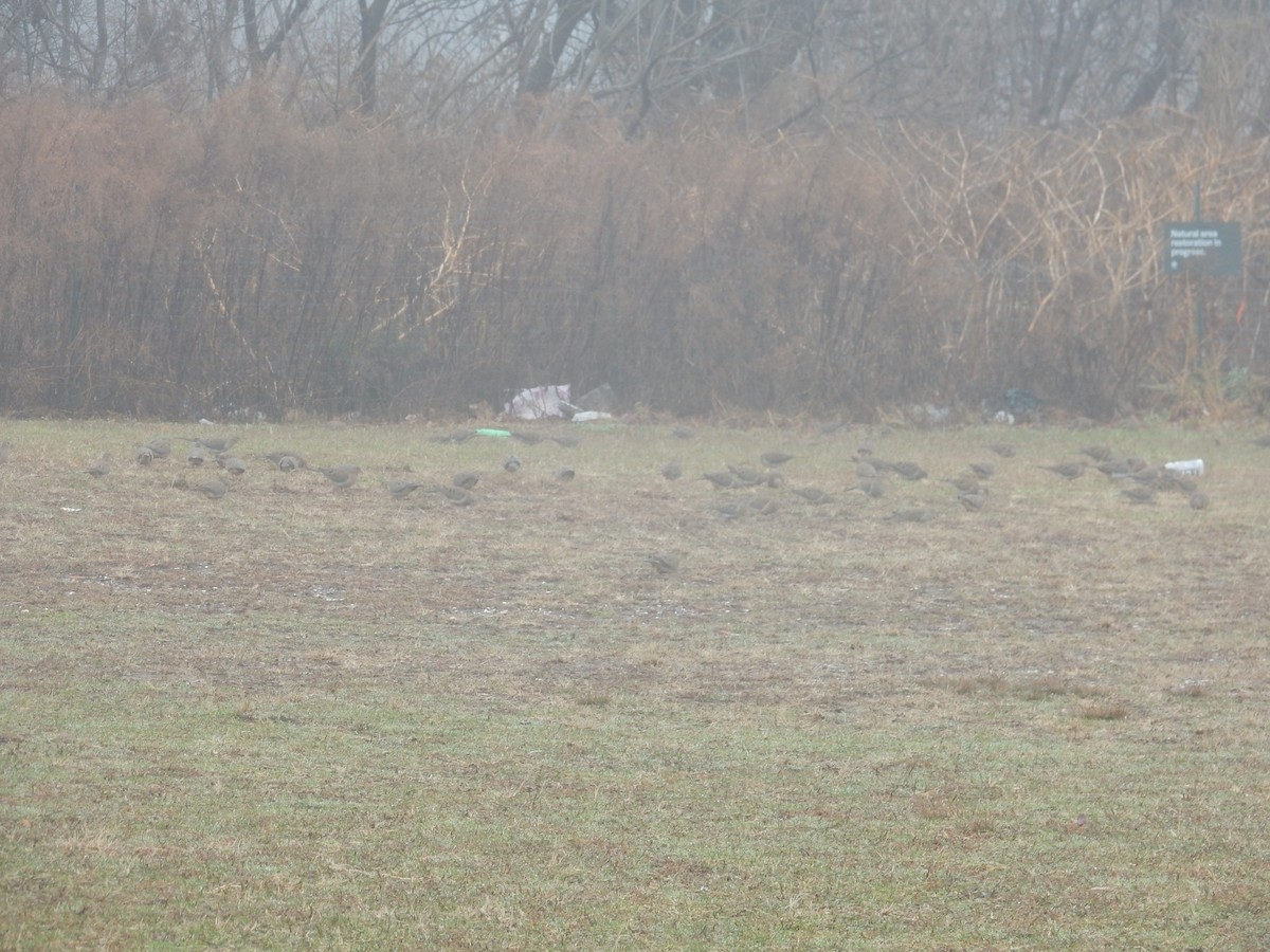 Mourning Dove - ML193243691