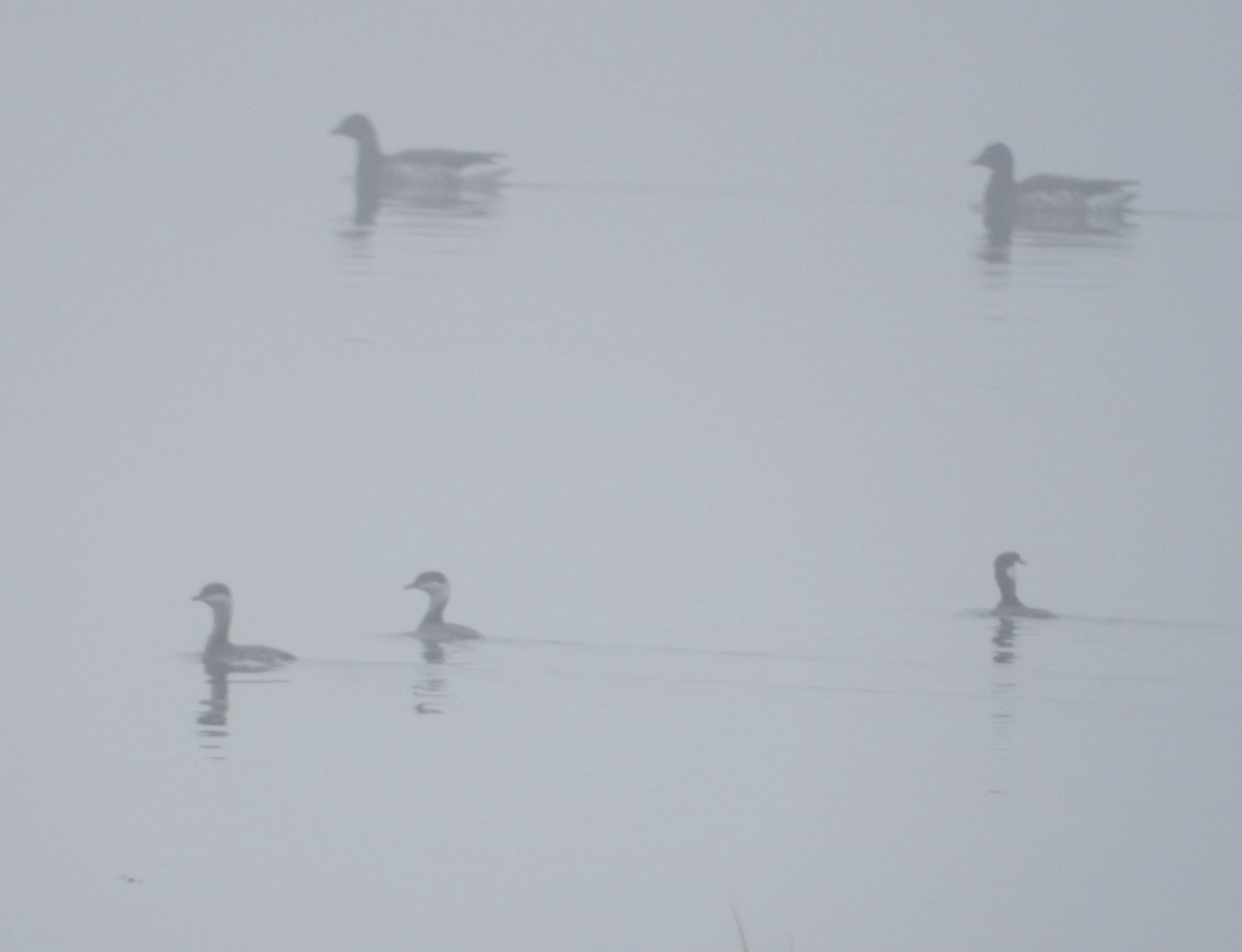 Horned Grebe - ML193243731